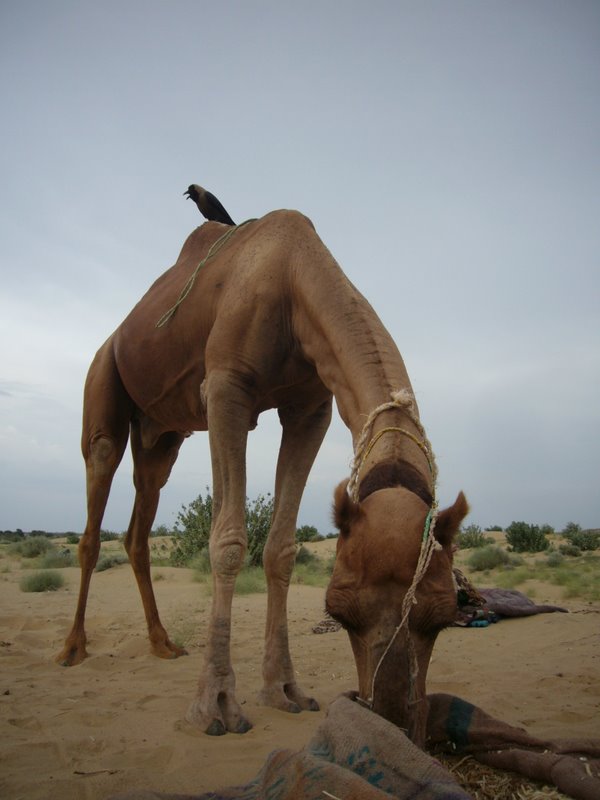 Desert Camel Trip